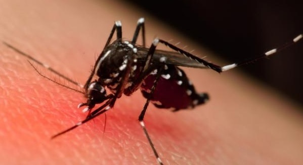 Imagem mostra mosquito que transmite a dengue