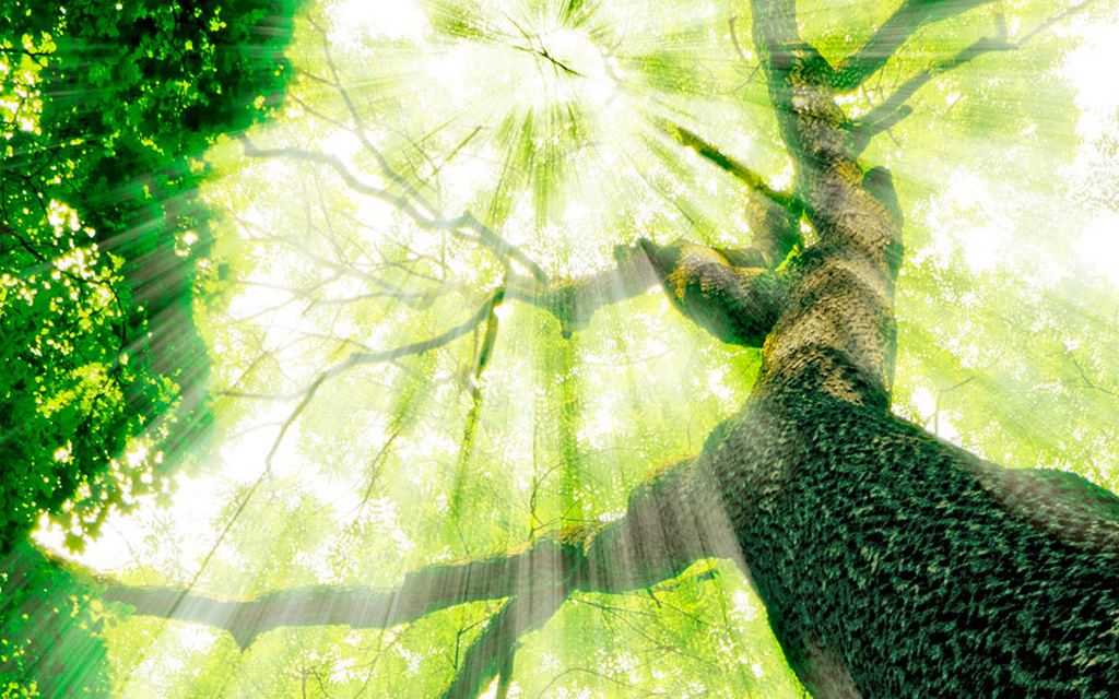 Sustentabilidade empresarial Blog Unimed VTRP