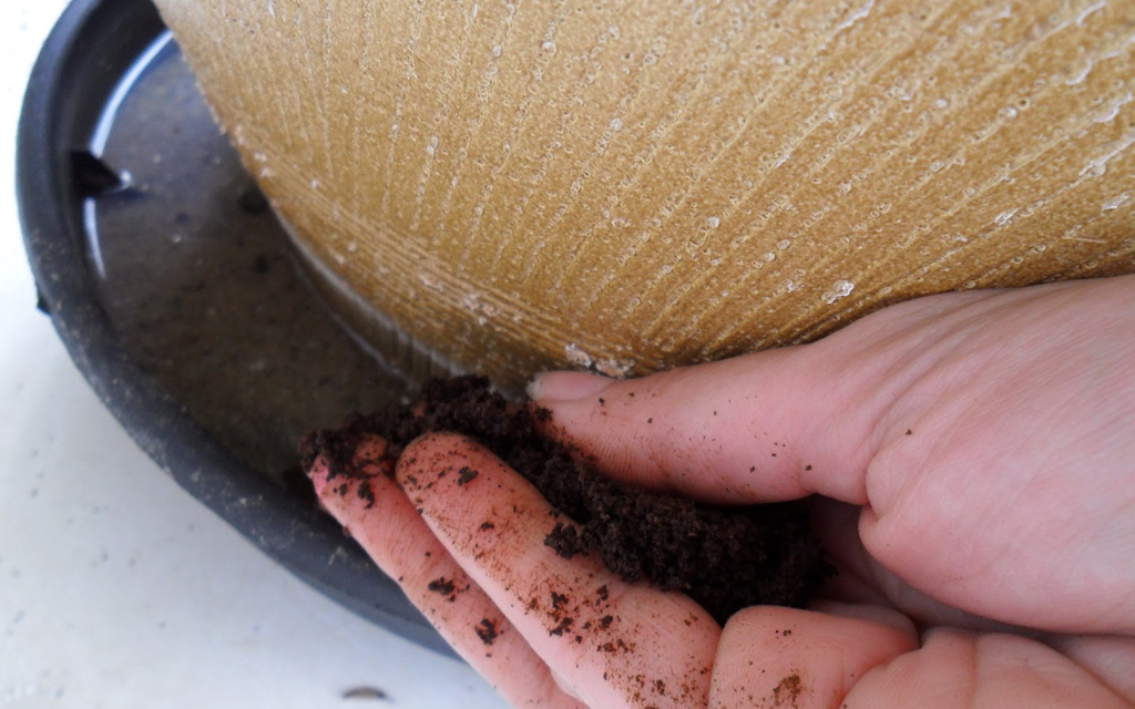 Blog Unimed_Areia nas plantas